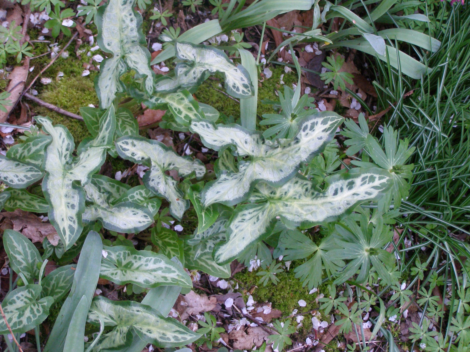 Arum italicum 'Mark's Star'